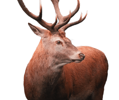 deer2-1.png