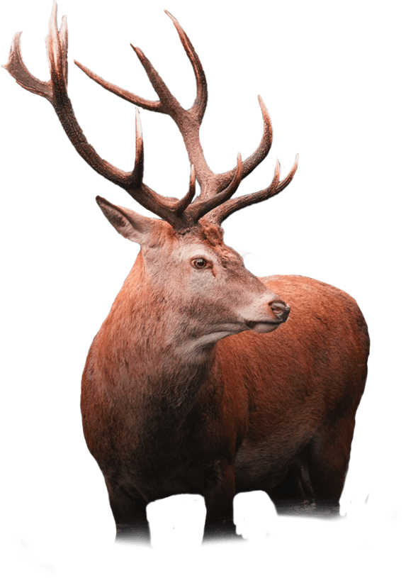 deer2-1.png deer2-1.png