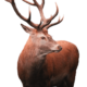 deer2-1.png